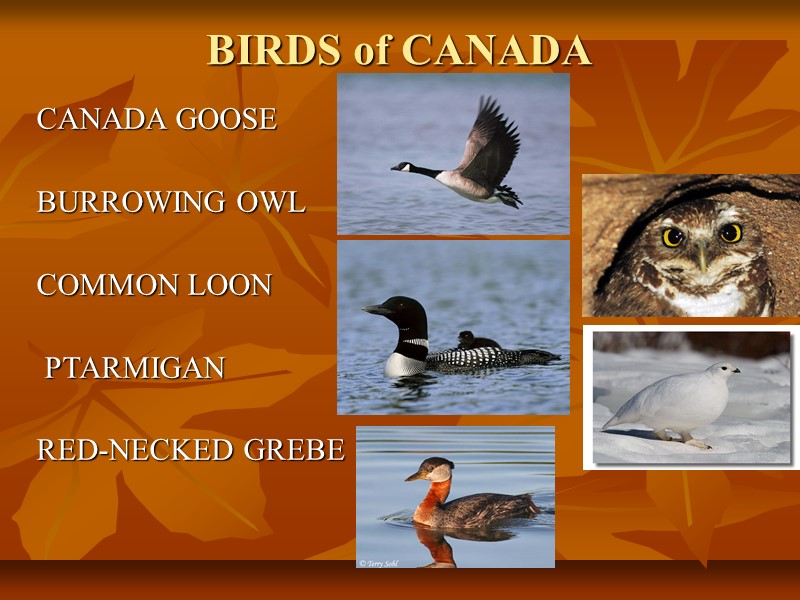 BIRDS of CANADA  CANADA GOOSE   BURROWING OWL   COMMON LOON